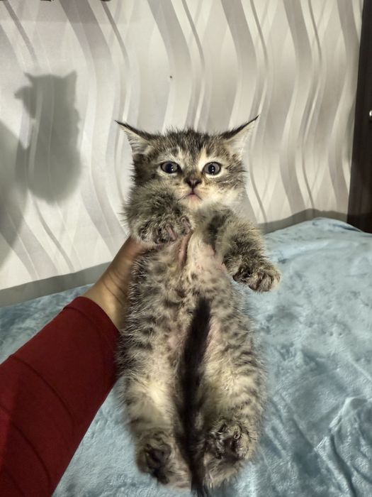 Котята ищут семью. 2 месяца