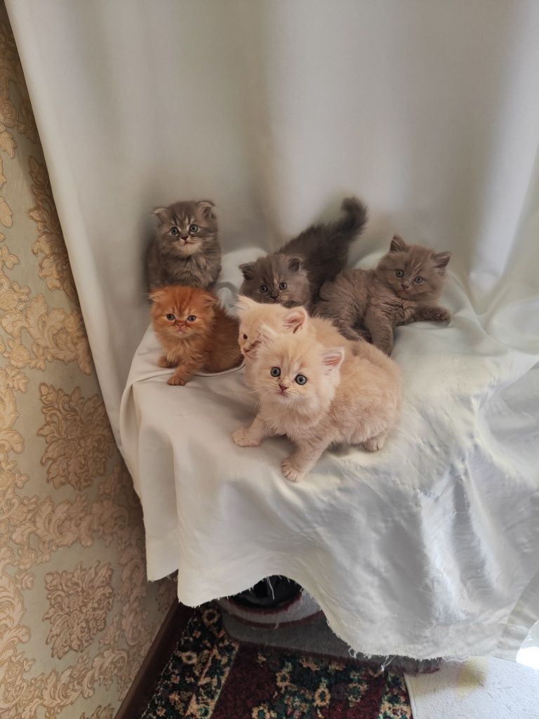 Продаются котята