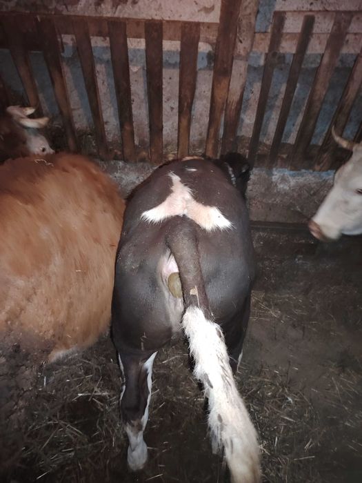 Vitei.                                              .