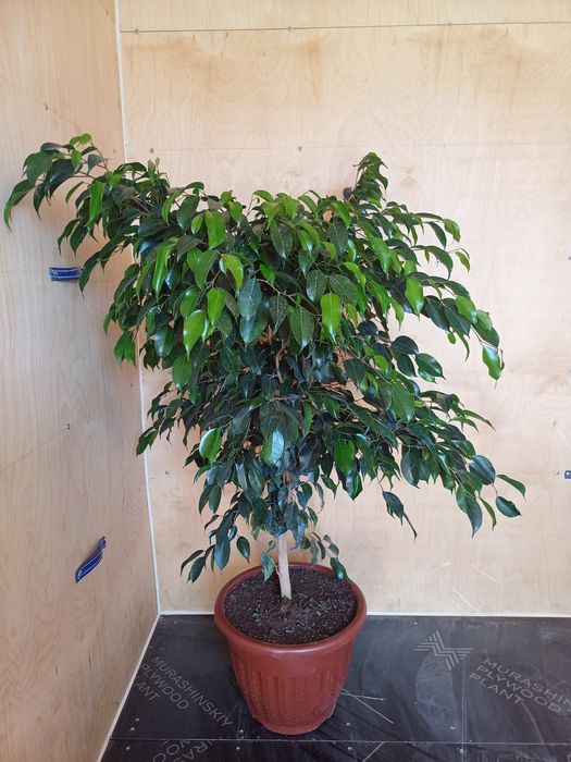 Oq va qora Benjamin, dekerativ gul