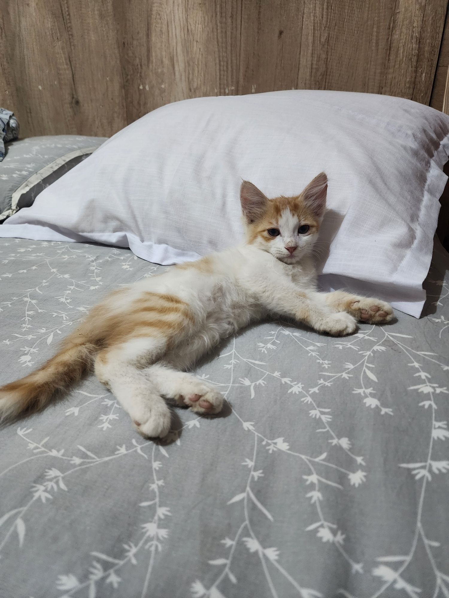 Отдам даром котята