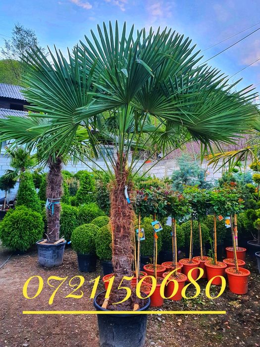 Maslini, palmieri, leandrii, tuia, platani, buxus, spirala, pon pon