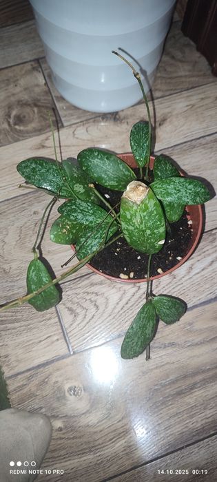 Хойя разных сортов