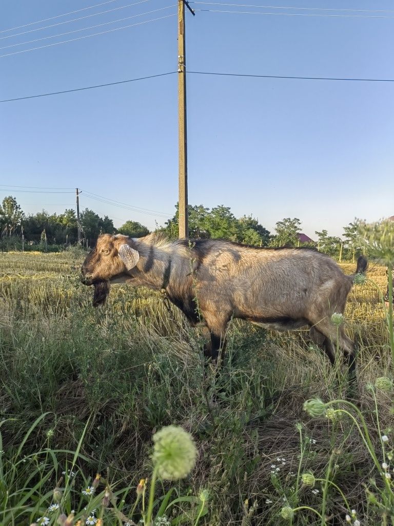 Țap anglo nubian