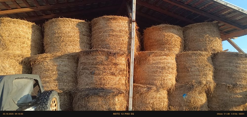 Vând baloți de lucernă și fan