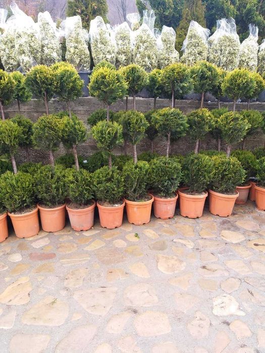 Plante ornamentale pentru grădini verzi și îngrijite