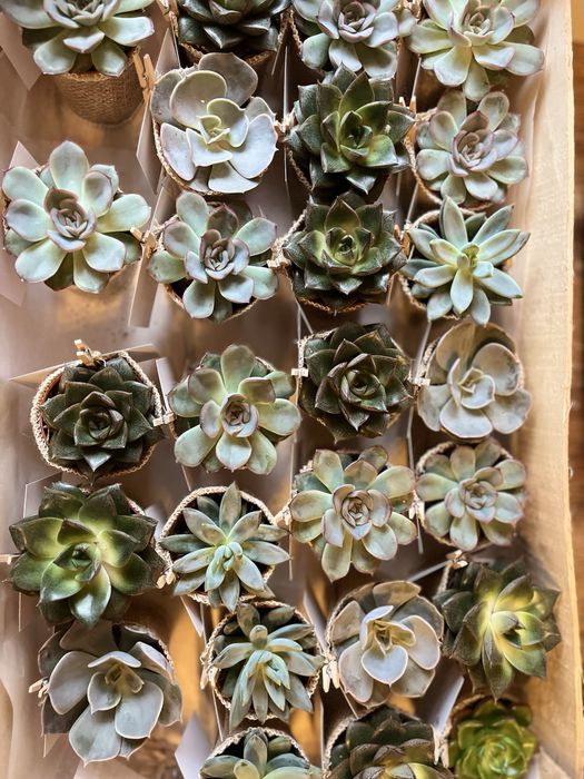 Mărturii Nuntă plante suculente