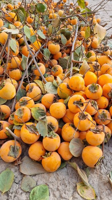 Хурмо сотилади кота