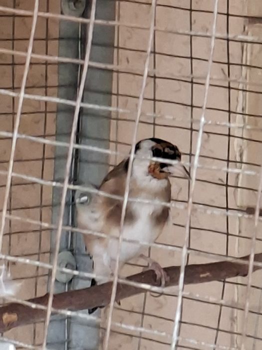 Срочно продаётся Щегол