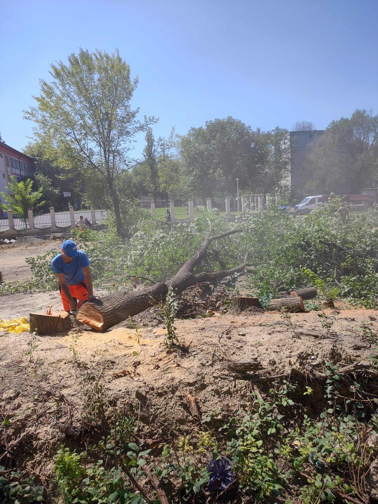 Tăiere copaci de mari dimensiuni/Defrișare Ieftin.