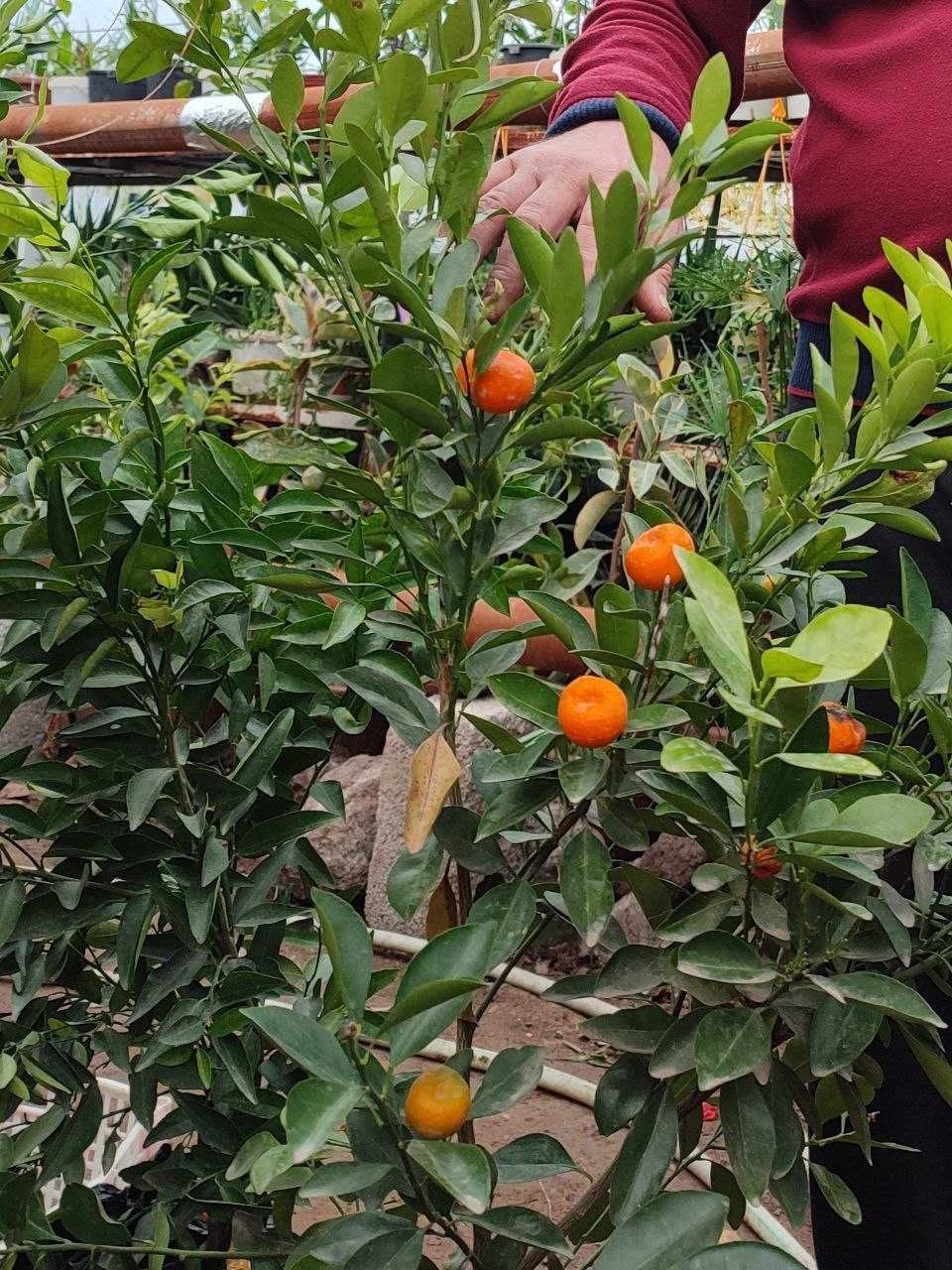 Limon,apilsin,mandarin,kumkuvat
