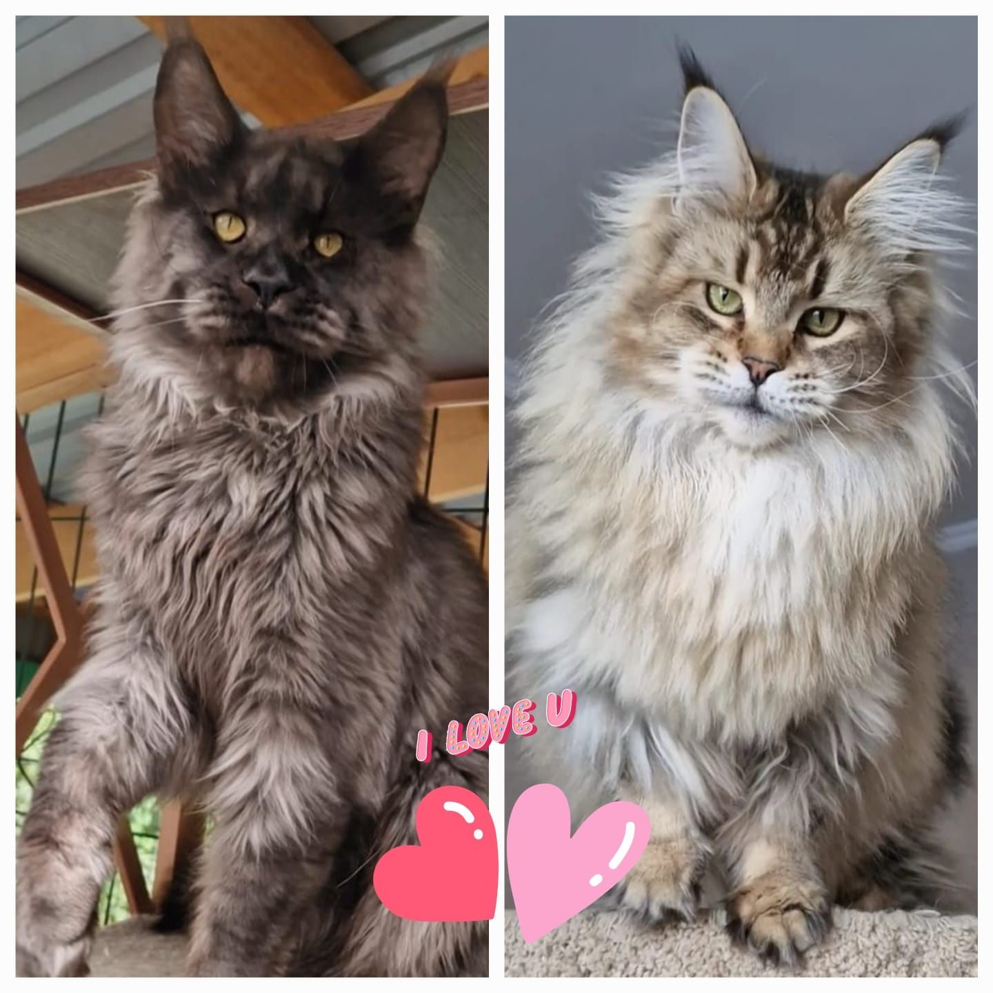 Котята мейн-куны