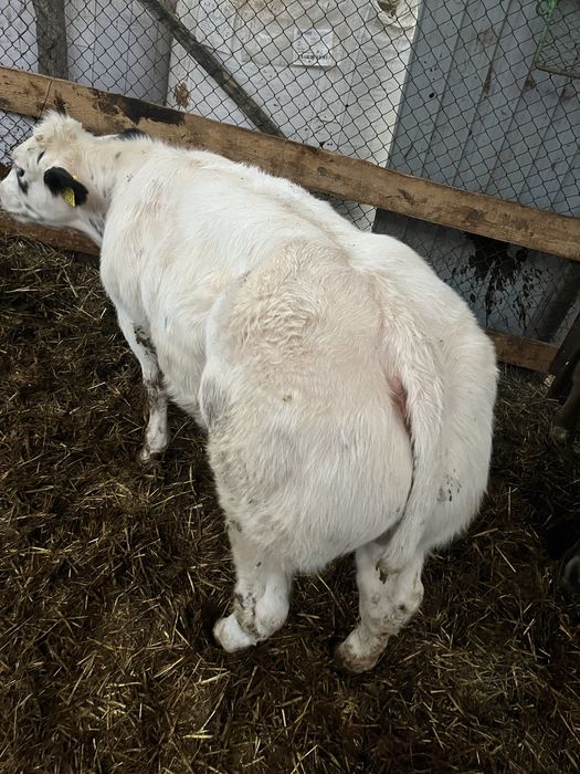 Vand vitea belga 75%