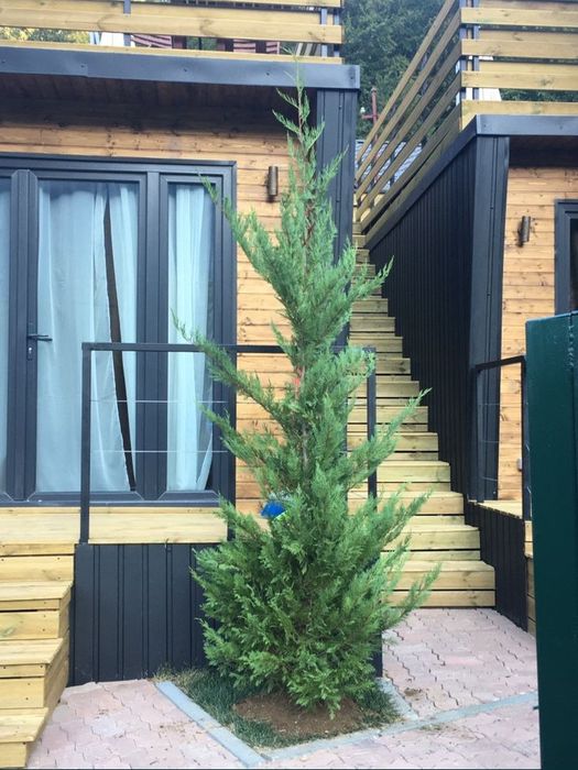 Tuia Smarald / Smaragd / Leylandii / Mesteceni