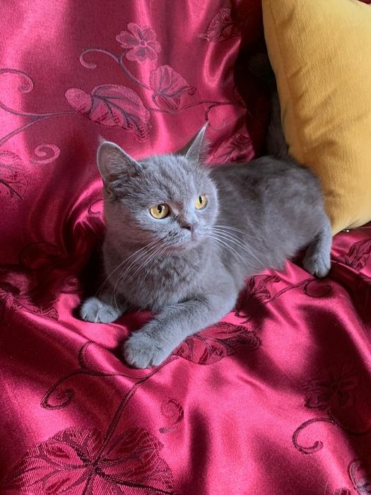 Британские котята,возрасте 1,5 месяца