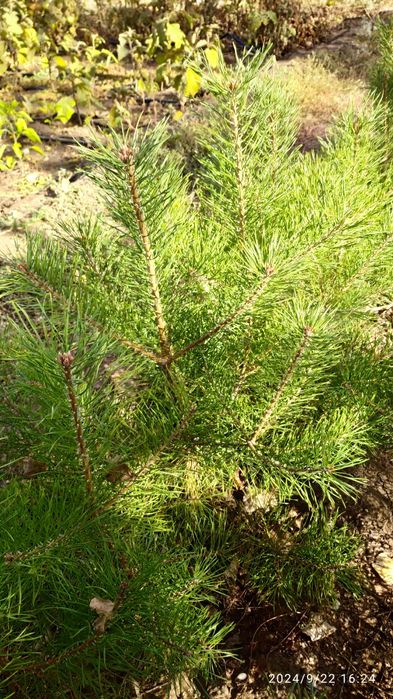 Продаю Саженцы Сосны.