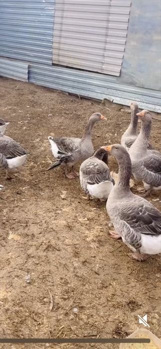 Қаз етін сатамын (продам мясо гусей)