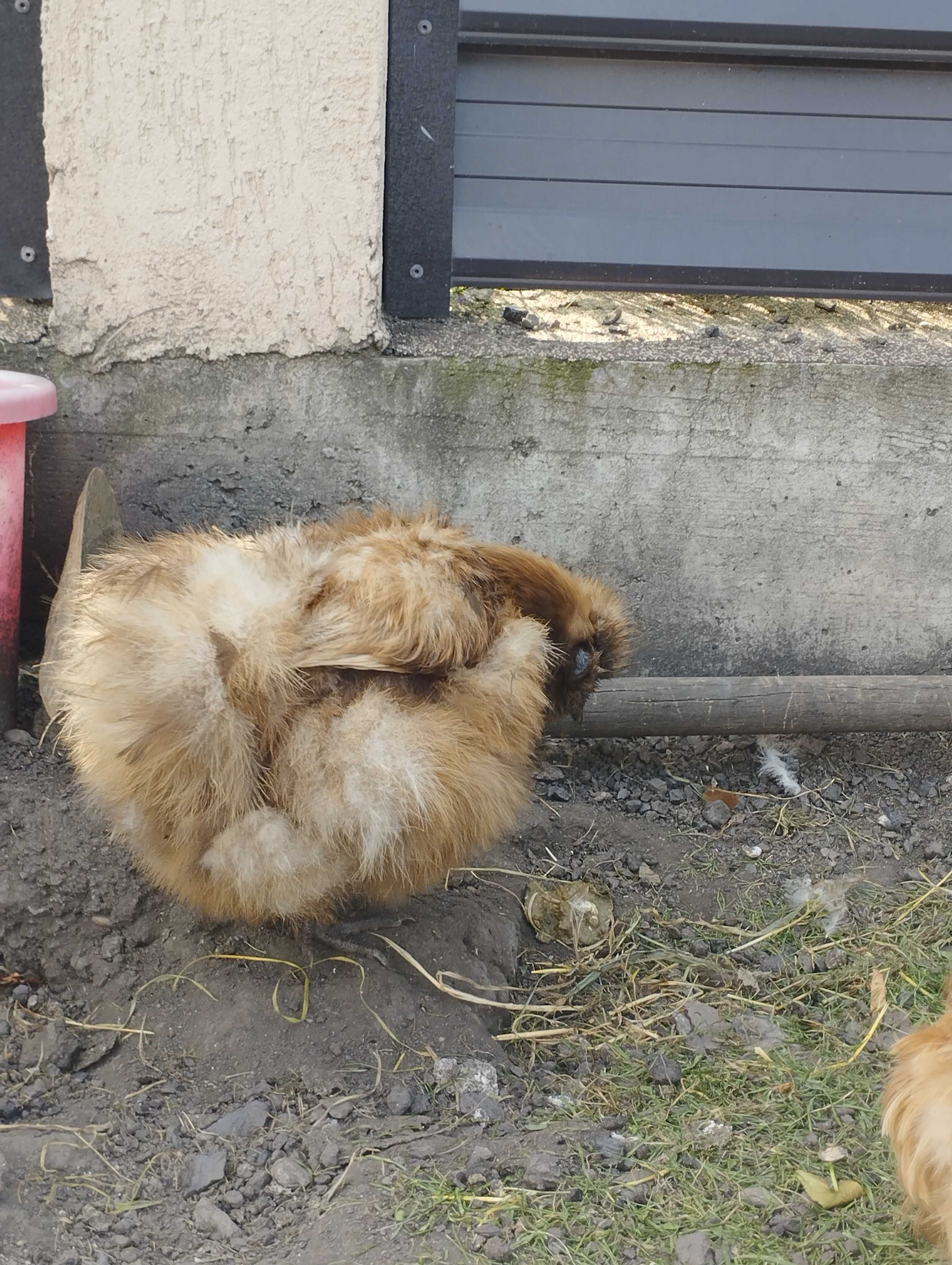 Găini japoneze tinere