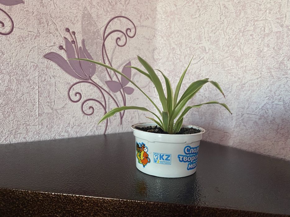 Продам укорененный отросток хлорофитума