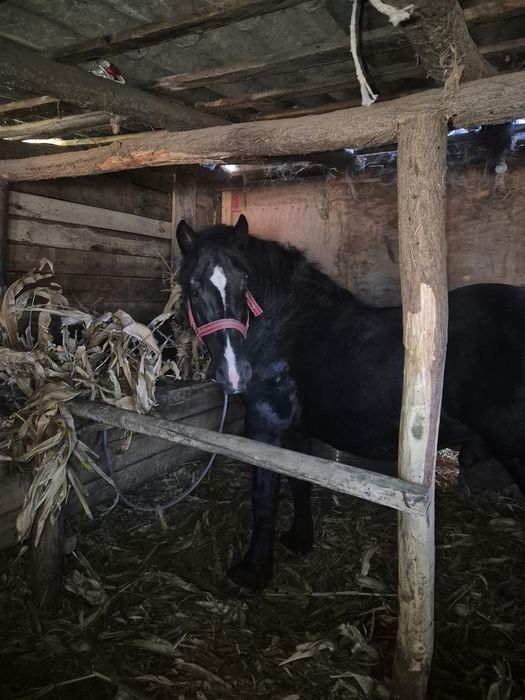 Vând Armăsar în vârstă de 6 ani