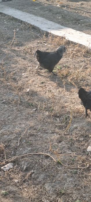 Zottor ho'roz 200ming va tovuqlar 150 mingdan