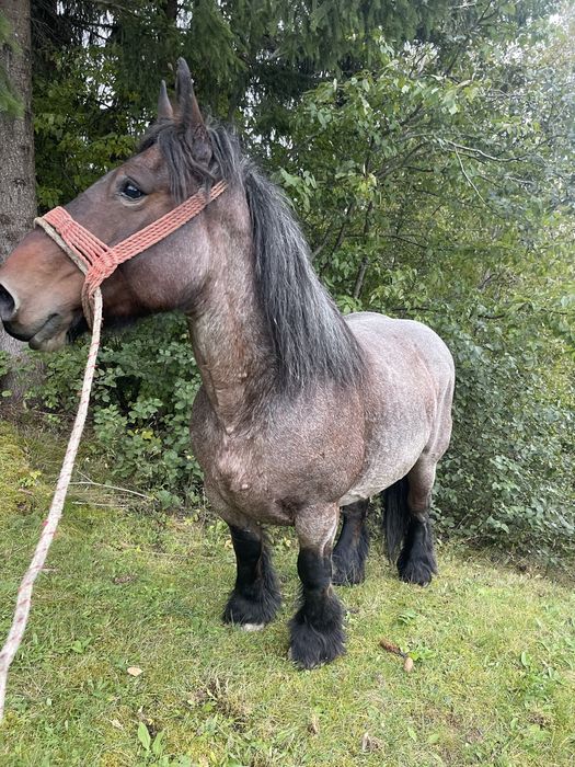 Iapa de vanzare gestanta!