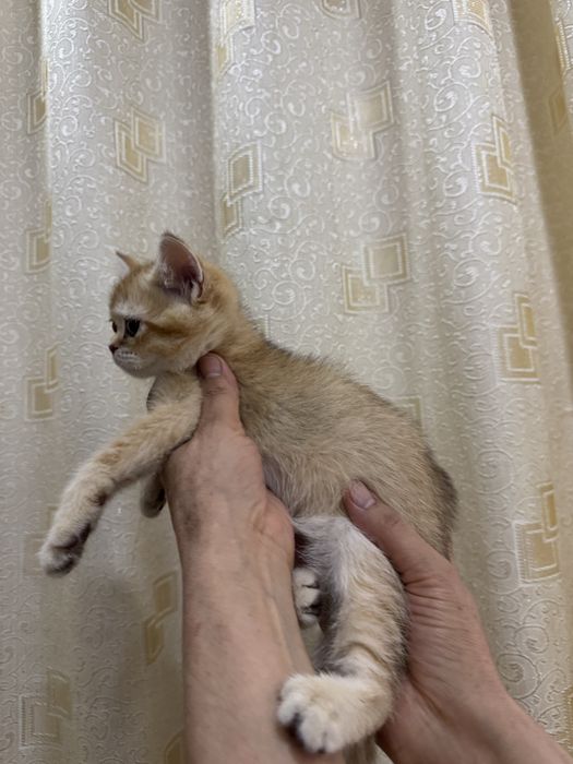 Мушукча сотилади тоза кровный золотая шиншила