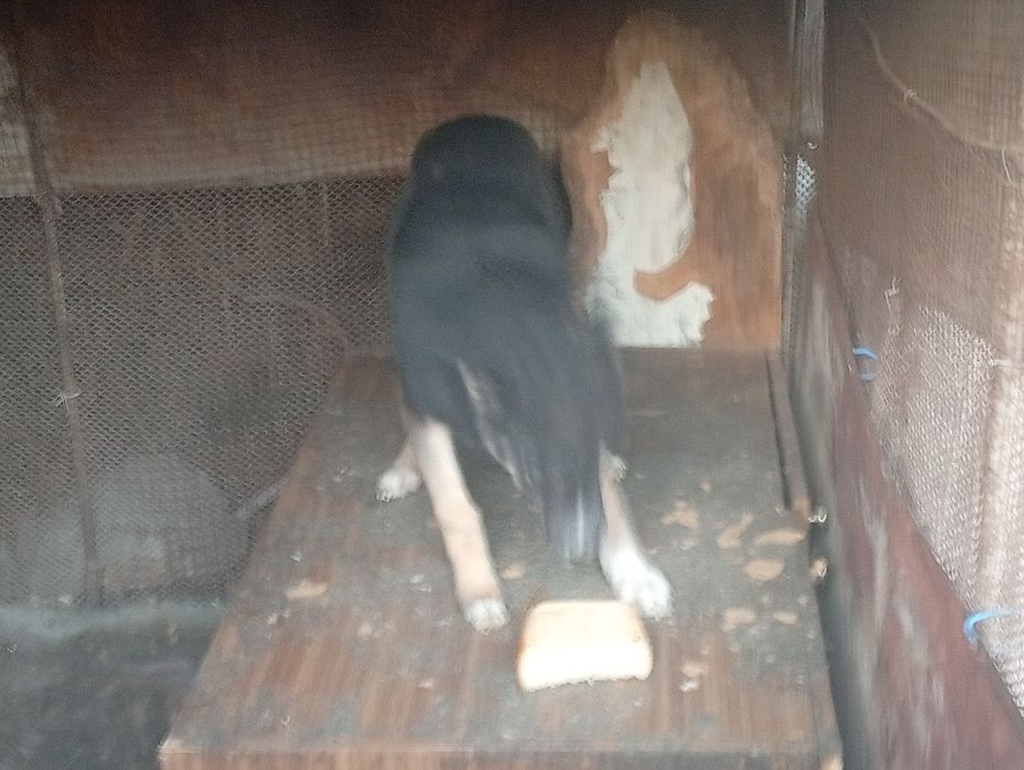 Отдаю щенка порода хасок