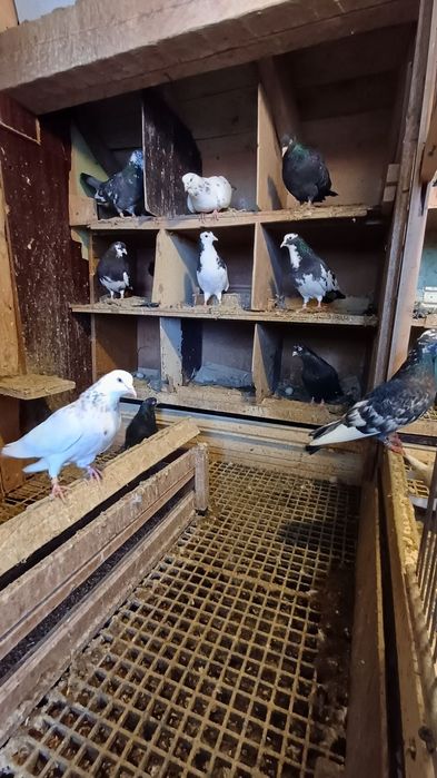 30 броя гълъби.  .