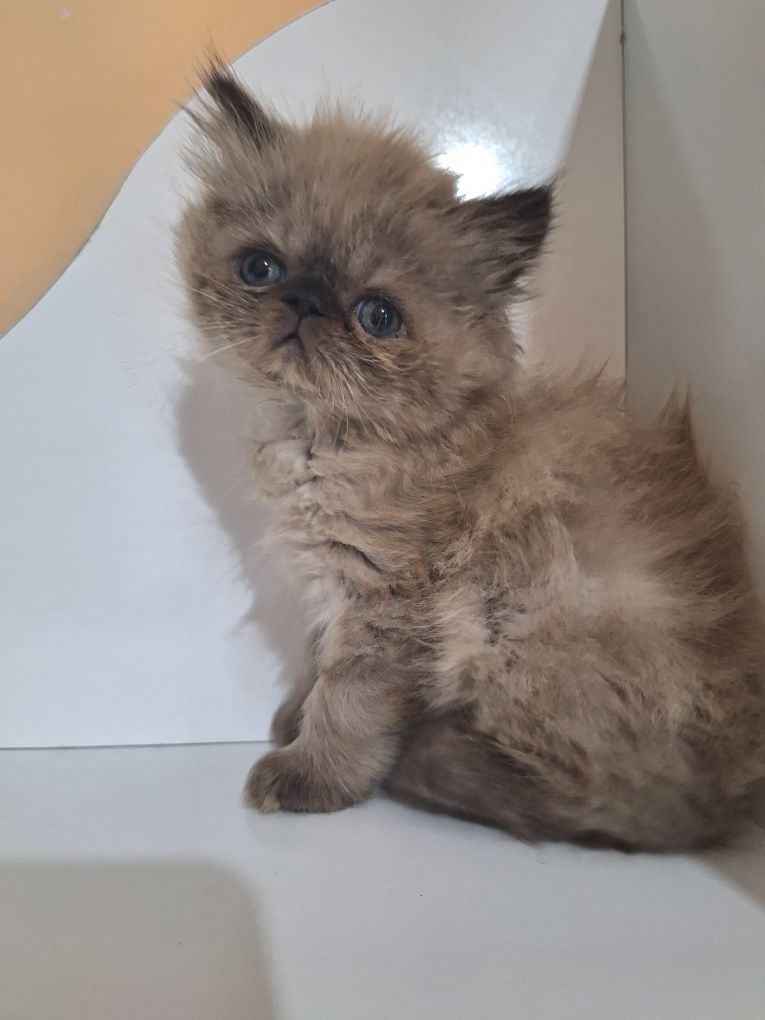 Персийски котенца