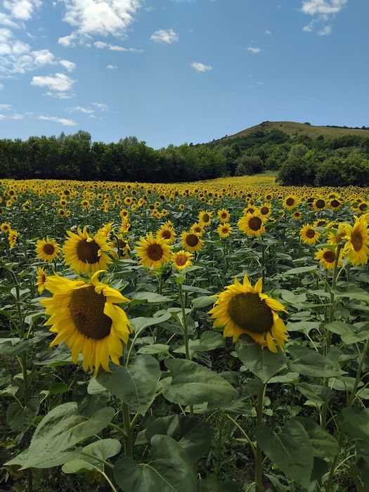 Vând ovăz și floarea soarelui