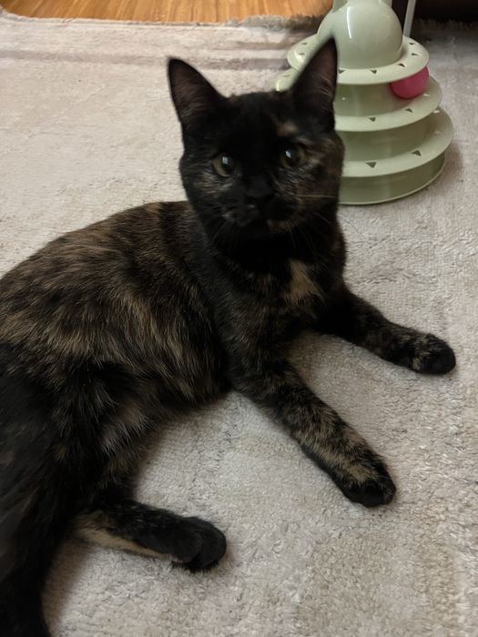 SOS котенок девочка ищет дом!