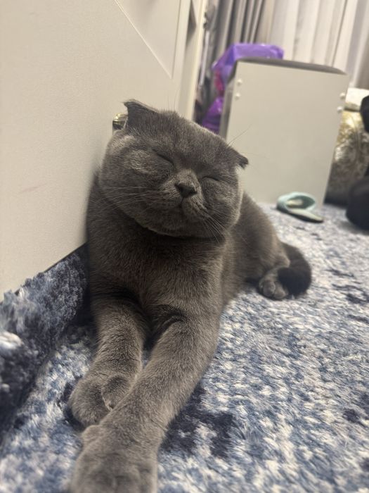 Веселоухйи кот скотиш фолд Срочно