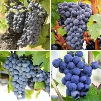 Vita de Vie (Soiuri De Masa Negru )
