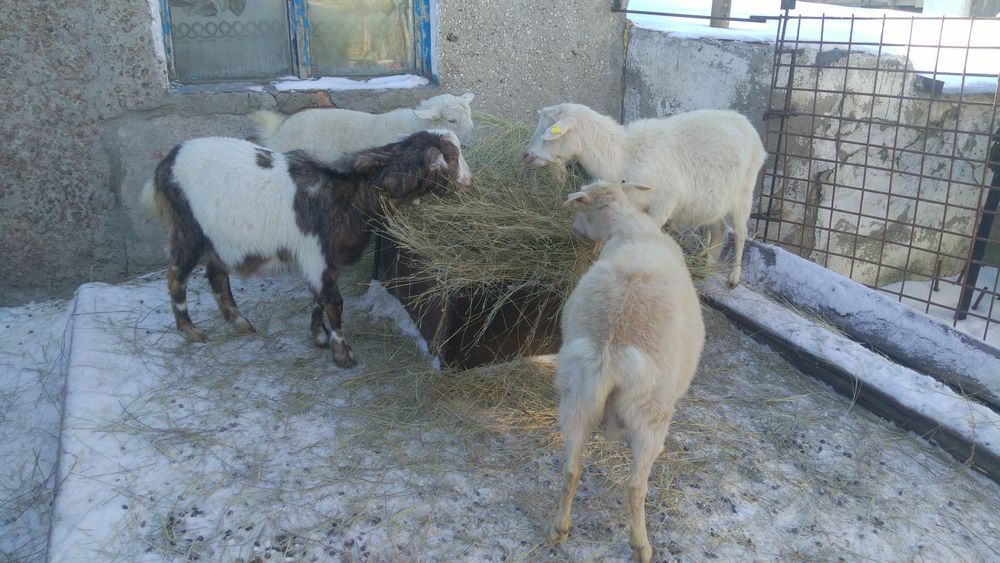 Продам молочных коз