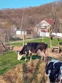 Vand vaca baltata Româneasca  si vitea