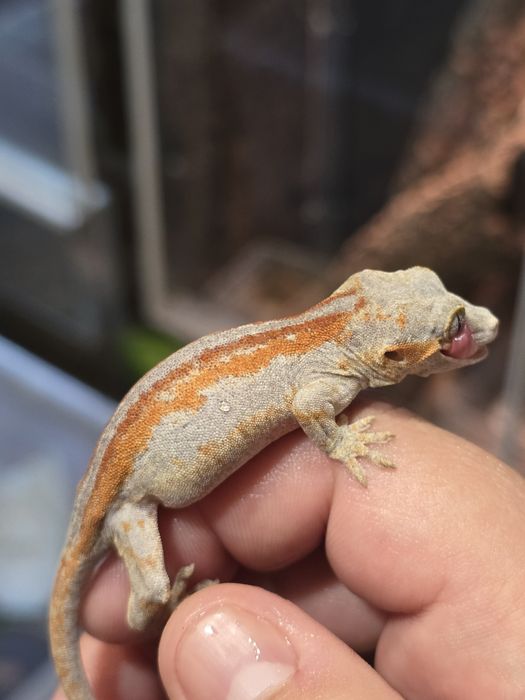 Rhacodactylus auriculatus/ Gargoyle gecko