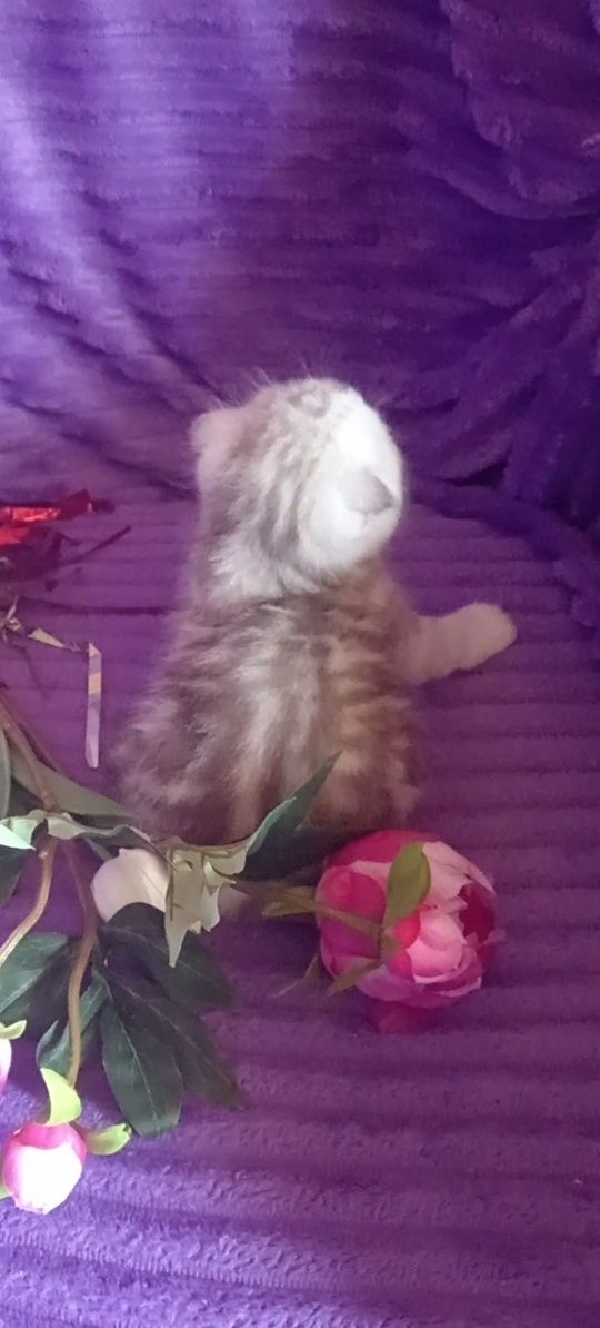 Продам шотладского вислоухого котика.