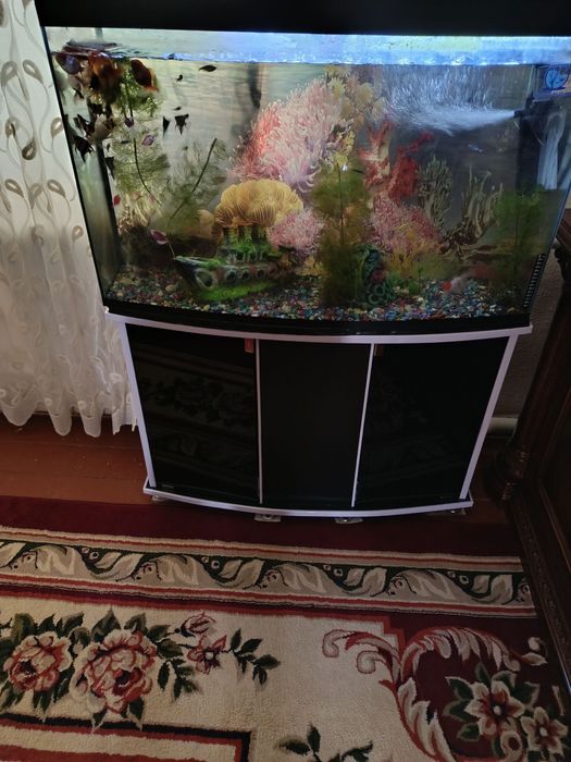 Akvarium Zor baliqi bilan