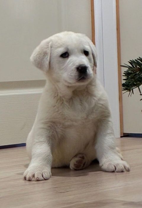 Ciobănesc de Asia Centrală