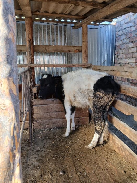 Ургашы баспак 1 жасар