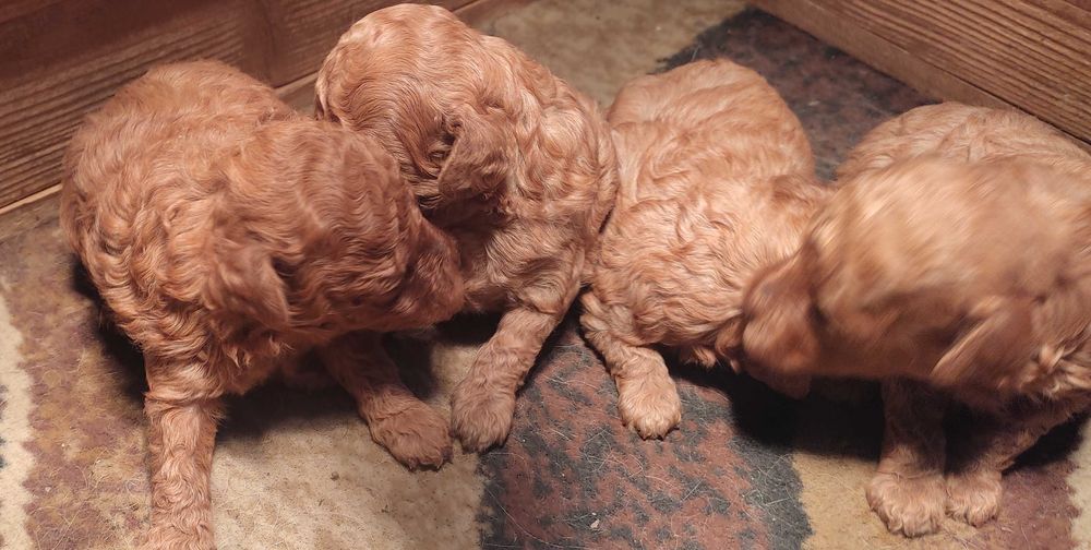 Той и мини пуделчета