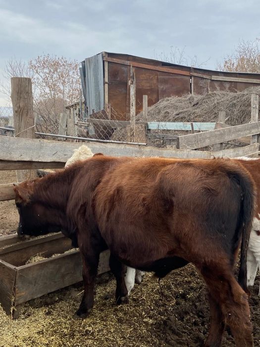 Бұзаулар сатылады семіз 5 бас