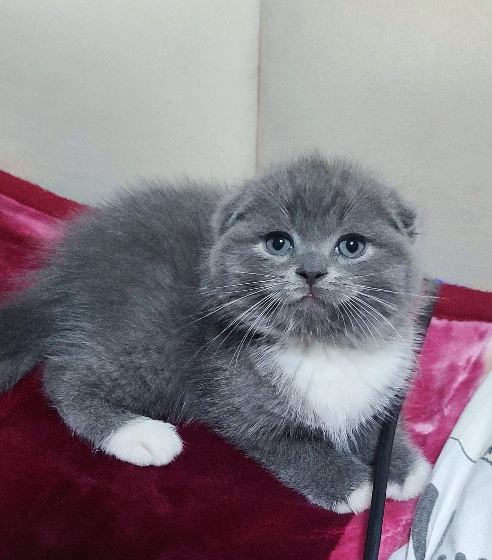 Scottish fold bicolor sotiladi