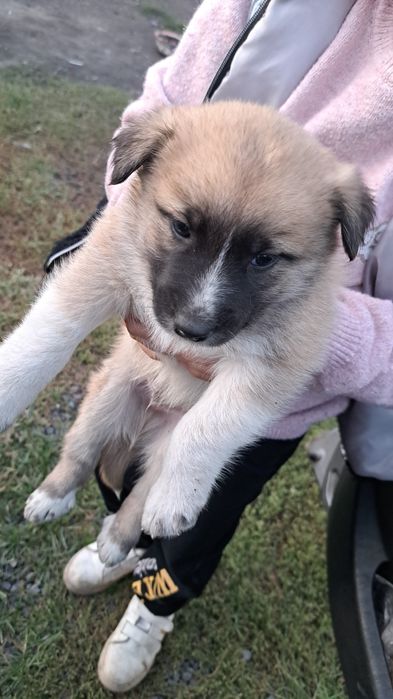 Отдам в хорошие руки  щенков.