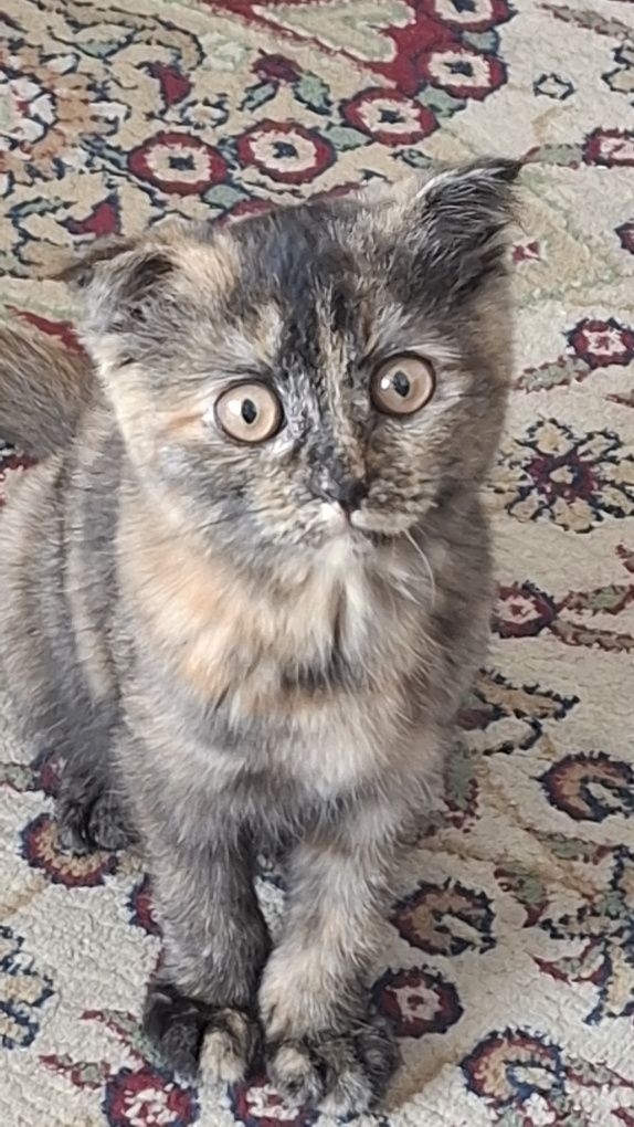 Котёнок 3 месяца девочка