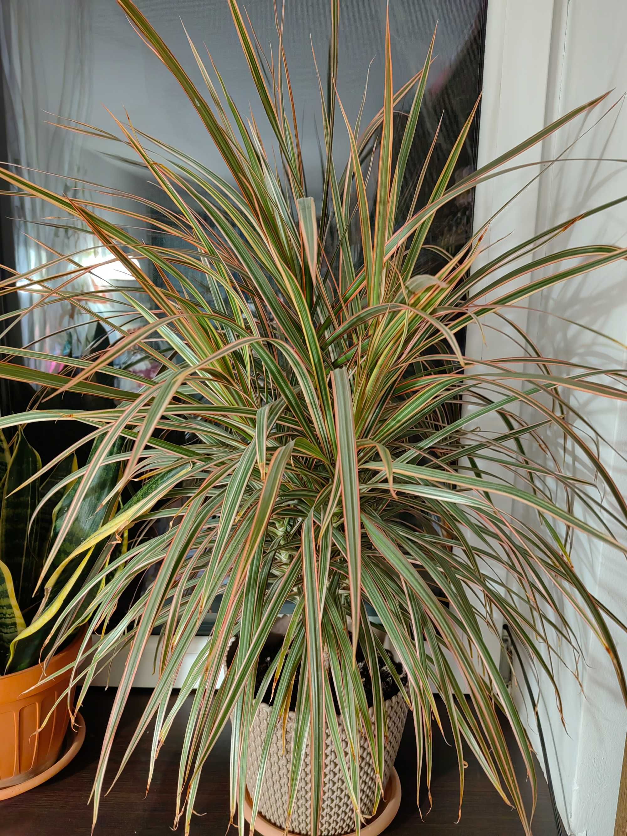 Palmier Dracaena