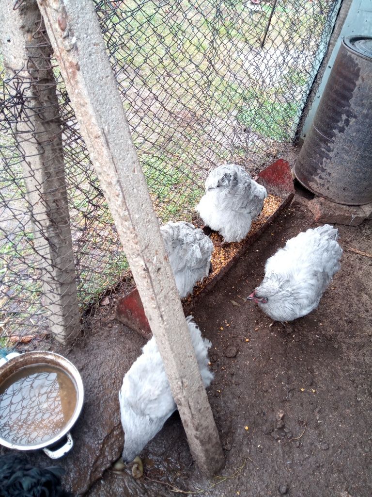 Разплодни Яйца за Люпене от Кокошки Орпингтон Лавандула