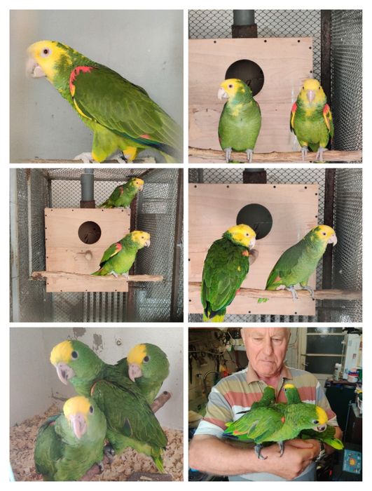 Papagal Amazon Magna Oratrix