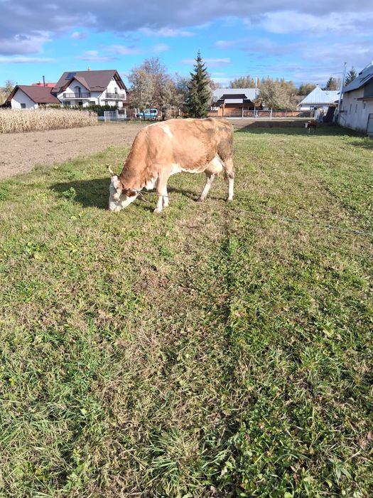 Vacă cu vițel de 3 zile